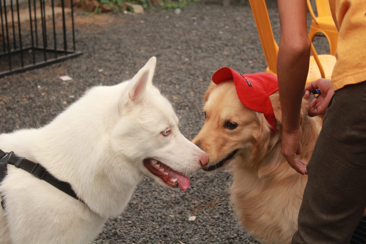 Furventures - Pet Adventures & Events - Photo 70